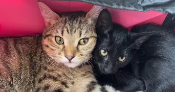 wissal cat sitter à VILLENEUVE ST GEORGES 94190