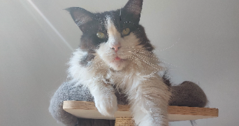 marine pet sitter à CADEROUSSE 84860_4
