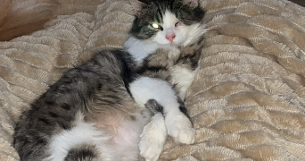 marine pet sitter à VOULANGIS 77580_2