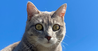 emma pet sitter à Lamballe 22400_4