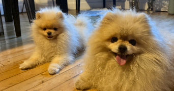 jeanne  pet sitter à ST MANDE 94160_6