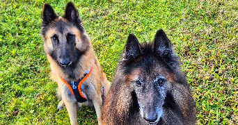 alexandra pet sitter à Gaillac 81600_7