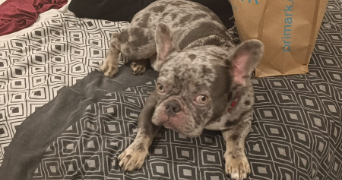 angie pet sitter à GAGNY 93220_3