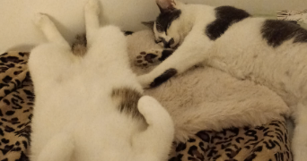 sarah pet sitter à VILLEJUIF 94800_1