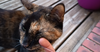 jennifer pet sitter à BONSECOURS 76240_2