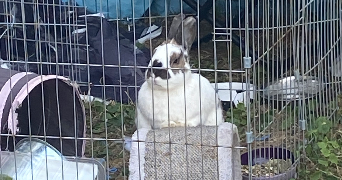 théo pet sitter à NANCY 54000_3