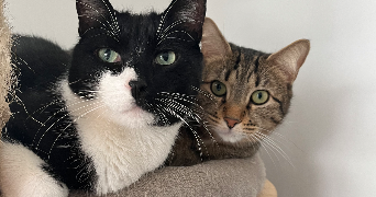 iris pet sitter à GRENOBLE 38000_8