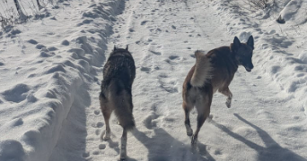 grégoire pet sitter à ANNECY 74940_3