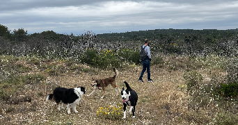 elsa pet sitter à AVIGNON 84000_1