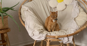 ambre pet sitter à BORDEAUX 33800_4