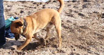ninon pet sitter à NICE 06000_1