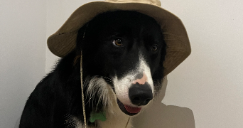 manon pet sitter à LE ROUGET PERS 15290_2