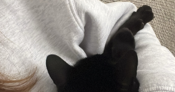 loane pet sitter à BRUZ 35170_0