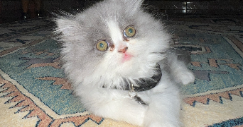 leyla pet sitter à SARRALBE 57430_6