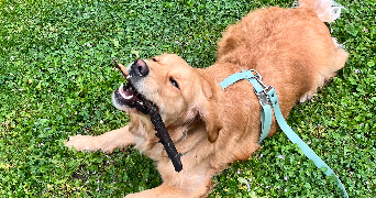 marina dog sitter à RUEIL MALMAISON 92500_6