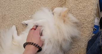 lilia pet sitter à VINCENNES 94300_4