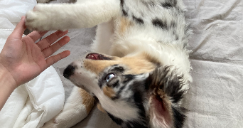 clarissa pet sitter à TOULON 83000_2