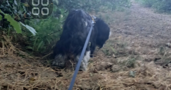 celine pet sitter à ST GENIS LES OLLIERES 69290_3