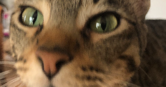 océane pet sitter à ST MANDRIER SUR MER 83430_6