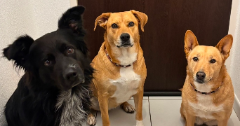 laurie pet sitter à Hauterive la fresse 25650_0