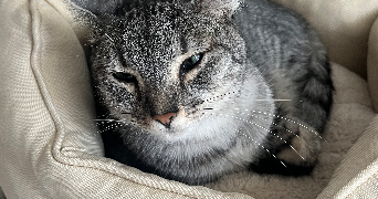 gwladys pet sitter à PONTAULT COMBAULT 77340_0