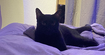 samantha cat sitter à SOISY SUR ECOLE 91840_1