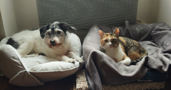 Émilie pet sitter à LYON 09 69009_6