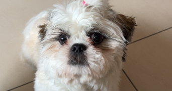 laure pet sitter à PAU 64000_1