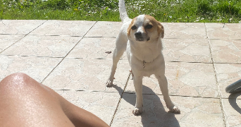 Eva pet sitter à Silfiac  56480_1