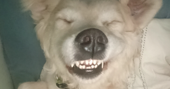 alicia pet sitter à ROUEN 76000_2