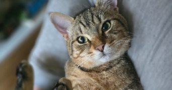 sarah pet sitter à BORDEAUX 33000_3