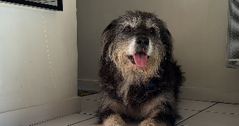 coline pet sitter à NANCY 54000_1