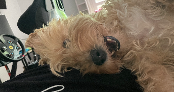 camille pet sitter à ST ARNOULT EN YVELINES 78730_3