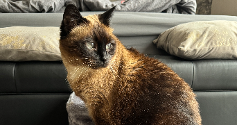 delphine pet sitter à METZ 57070_3