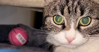marjorie pet sitter à LE NEUBOURG 27110