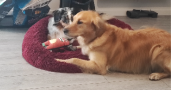 lissandra pet sitter à Tucquegnieux 54640_4