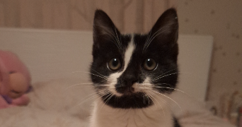 andréa pet sitter à Mayenne 53470_2