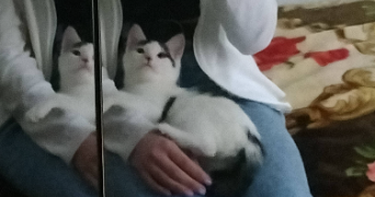 mélina pet sitter à STRASBOURG 67100_2
