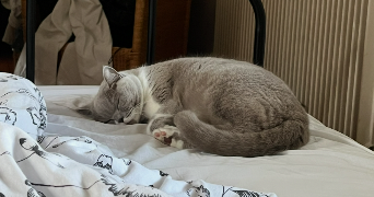 charlotte cat sitter à STRASBOURG 67000_6
