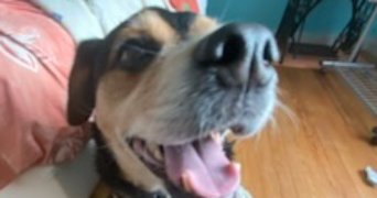 soline pet sitter à Lannion 22300_12