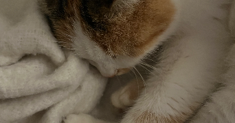 margot pet sitter à LE MANS 72000_1