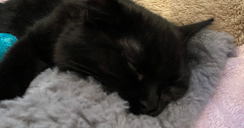 solène  pet sitter à NOEUX LES MINES 62290_3