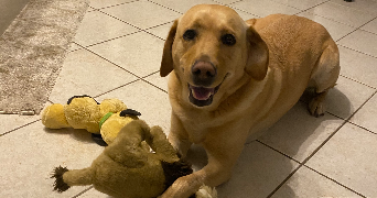 emma pet sitter à DIJON 21000_3