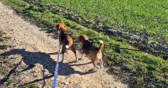 alexandra dog sitter à AVRAINVILLE 88130_3