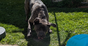 matthias pet sitter à ORSONVILLE 78660_0