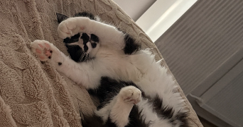 loudivine pet sitter à REIMS 51100_5