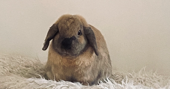 lea pet sitter à POUZAUGES 85700_2
