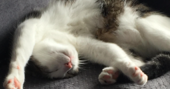 cat'pattes cat sitter à HAYANGE 57700_5