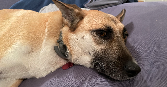 vanessa pet sitter à MERIGNAC 33700_4