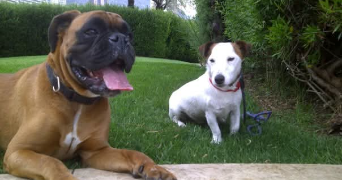 precillia pet sitter à SERVIAN 34290_1